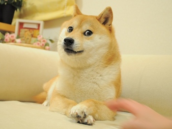 Classic Doge Meme